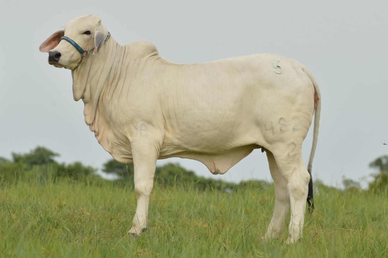 Lady H Lisa Manso 476/1